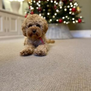 Cavalier Carpets Lupo